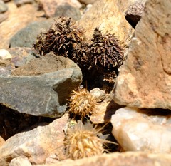 Acanthopsis disperma