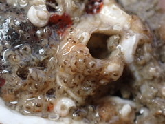 Entoprocta