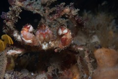 Achaeopsis spinulosa