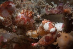 Achaeopsis spinulosa