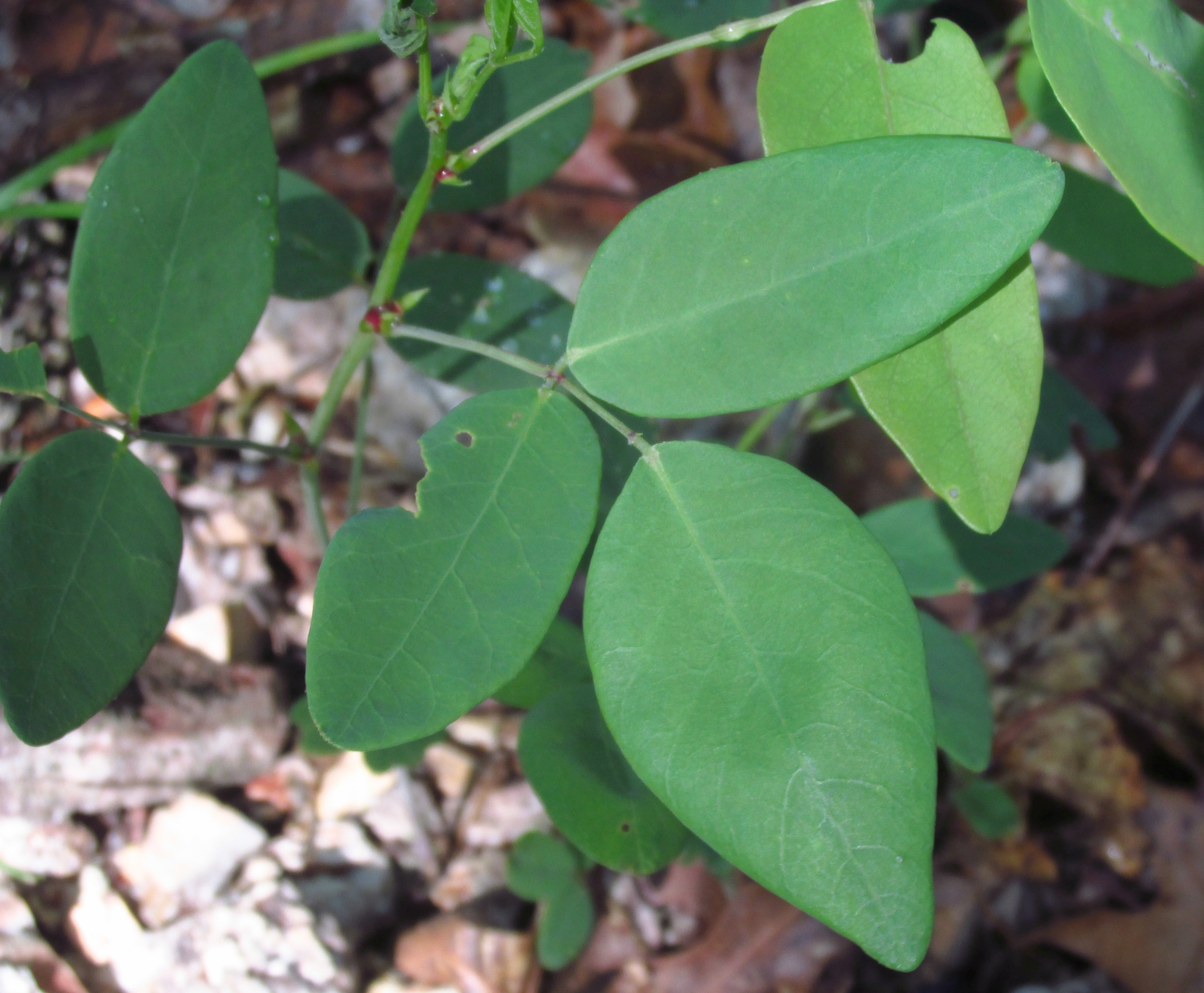 Desmodium laevigatum