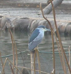 Nycticorax nycticorax