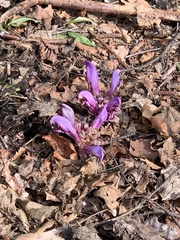 Lathraea clandestina
