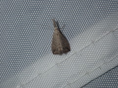 Trigonistis demonias