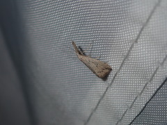 Trigonistis demonias