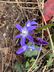 Angiospermae