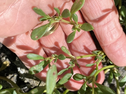 Sesuvium maritimum image