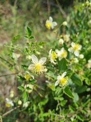 Clematis brachiata