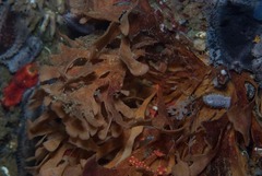 Flustra