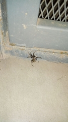 Kukulcania hibernalis