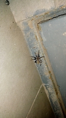 Kukulcania hibernalis