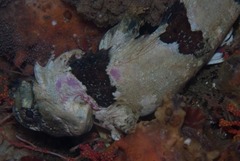 Clinus taurus