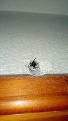 Kukulcania hibernalis