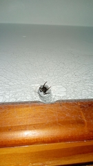 Kukulcania hibernalis