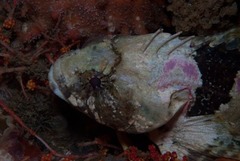 Clinus taurus