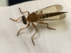 Asilidae
