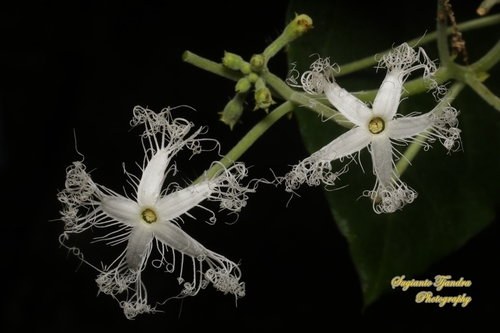 Trichosanthes anguina iNat (1)