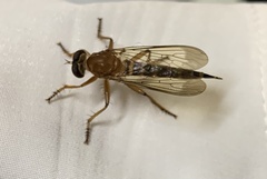 Asilidae