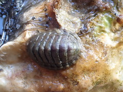 Chiton