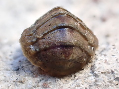 Chiton