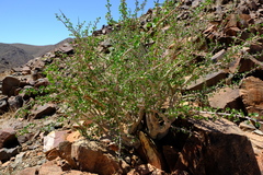 Commiphora namaensis