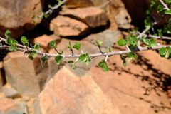 Commiphora namaensis