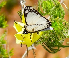 Leucochitonea levubu