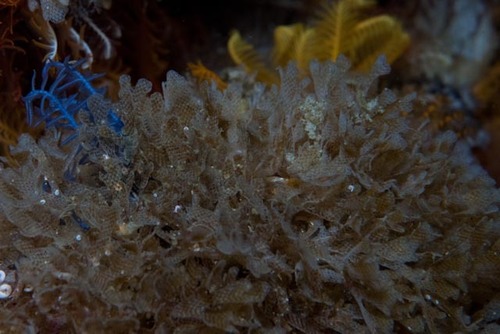 Onchoporella buskii