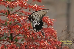 Papilio memnon