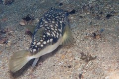 Amblyrhynchote honckenii