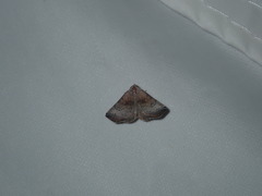 Mataeomera mesotaenia