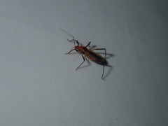 Micropolytoxus hackeri