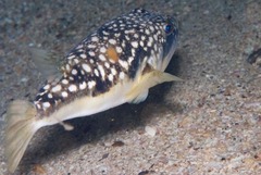 Amblyrhynchote honckenii