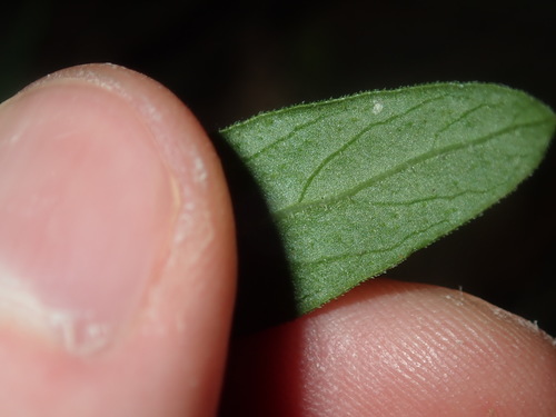 Image of Opercularia aspera by (c) Thomas Mesaglio, some rights reserved (CC BY)