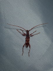 Coptocercus biguttatus