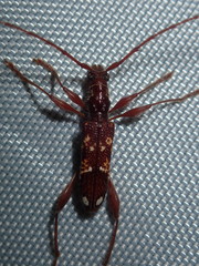 Coptocercus biguttatus