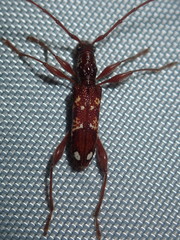 Coptocercus biguttatus