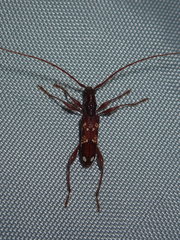 Coptocercus biguttatus