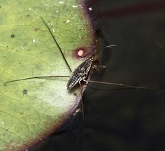 Limnogonus fossarum