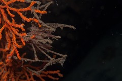 Macropodia falcifera