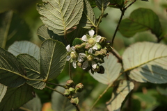 Rubus ellipticus