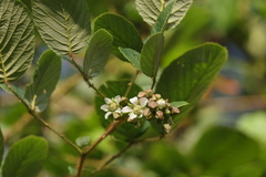 Rubus ellipticus