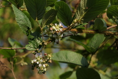 Rubus ellipticus
