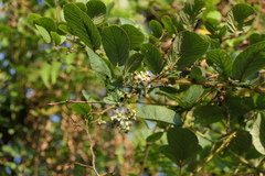 Rubus ellipticus