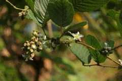 Rubus ellipticus