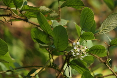 Rubus ellipticus