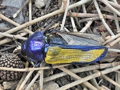 Temognatha suturalis