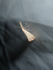 Trigonistis