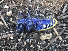 Temognatha suturalis