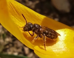 Lasioglossum